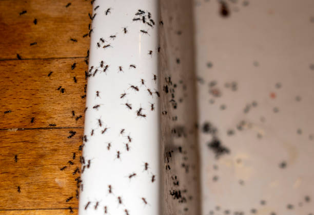 Best Mosquito Control Services  in Saylorsburg, PA