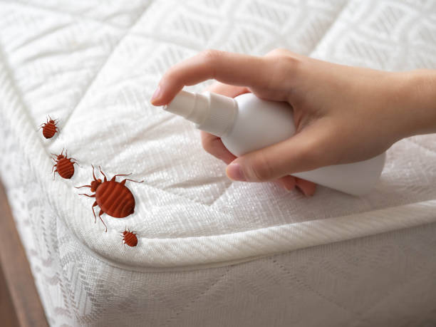 Best Termite Control Services  in Saylorsburg, PA