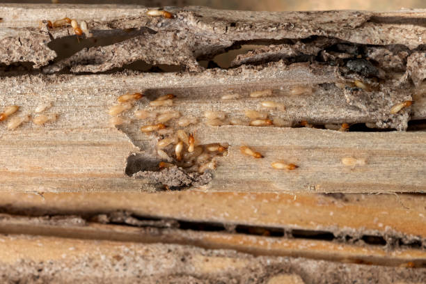 Best Wasp Removal Services  in Saylorsburg, PA